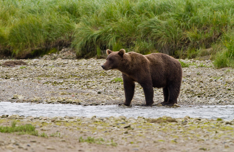 Grizzly Bear Watching For Salmon